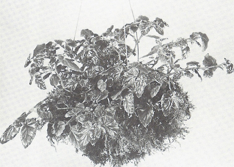 B. barahonensis